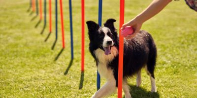 Border collie dog and a woman on an agility field