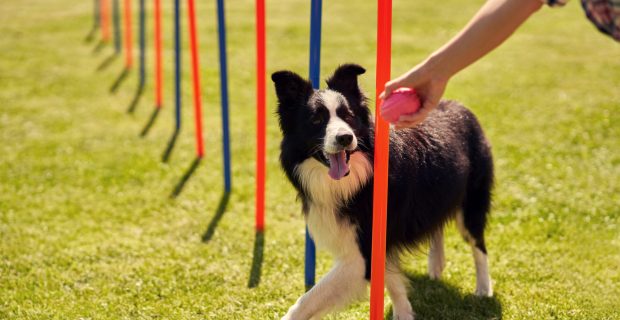 Border collie dog and a woman on an agility field