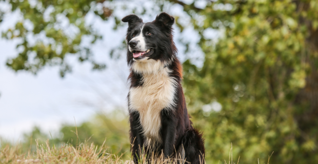 border collie