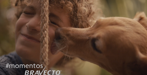 bravecto campanha