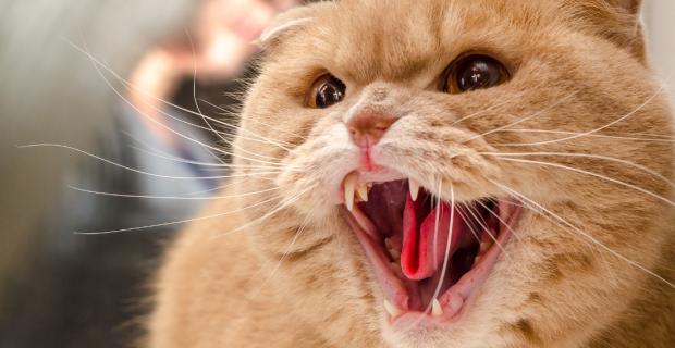 foto-gato