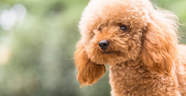 comportamento cães