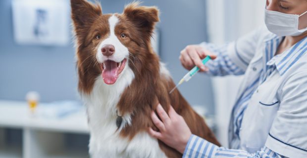 Brown Border Collie dog during visit in vet
