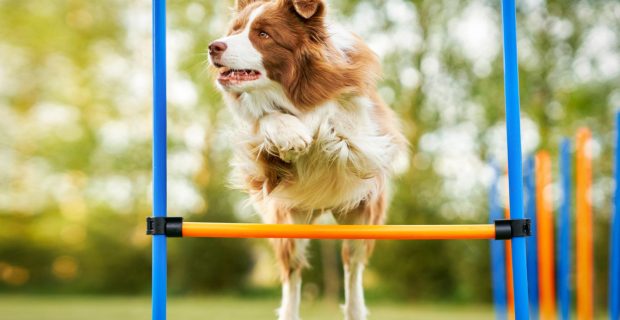 foto-agility