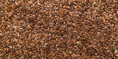 Linhaça na alimentação de cães e gatos: o que a ciência mostra sobre seus benefícios nutricionais