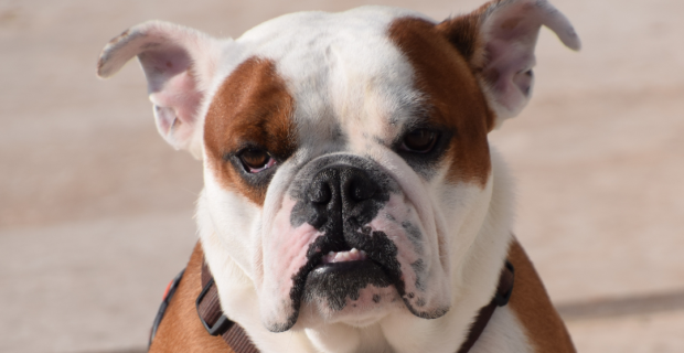 buldog