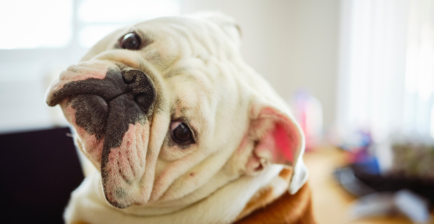 País europeu proíbe adoção de cães braquicefálicos e veterinária explica o motivo