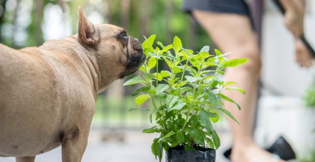 plantas