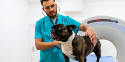 Deformidades ósseas podem comprometer resultados cirúrgicos em cães braquicefálicos