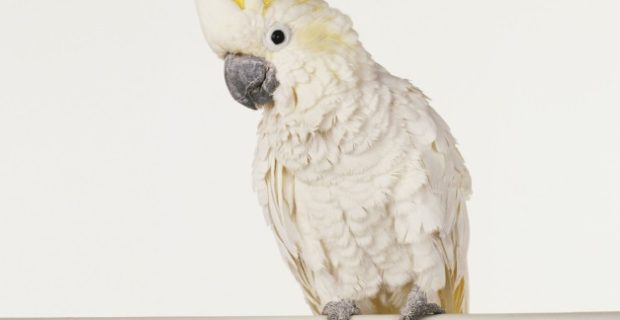 cacatua