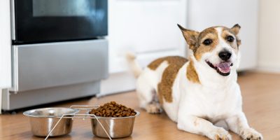 Alimentação adequada é chave no controle da enteropatia crônica em cães, aponta pesquisa