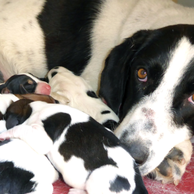 cachorra e filhotes