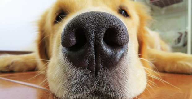 cachorro