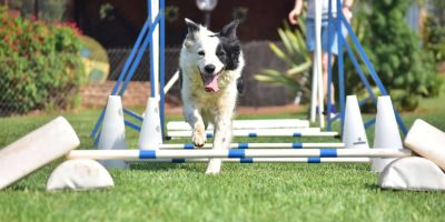 CACHORRO ESPORTE