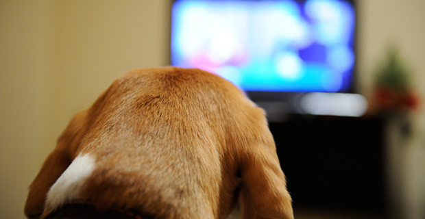 Animal Planet