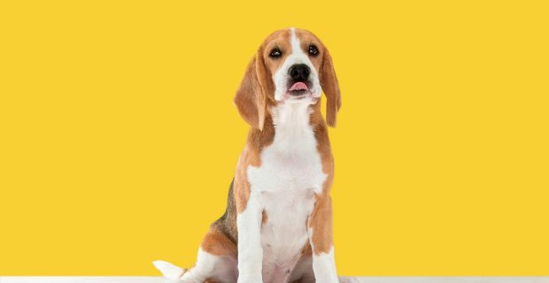 fundo amarelo