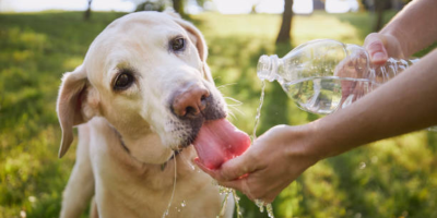 cachorro bebendo água