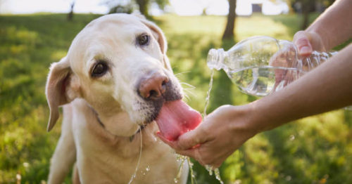 cachorro bebendo água