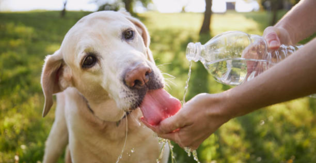 cachorro bebendo água