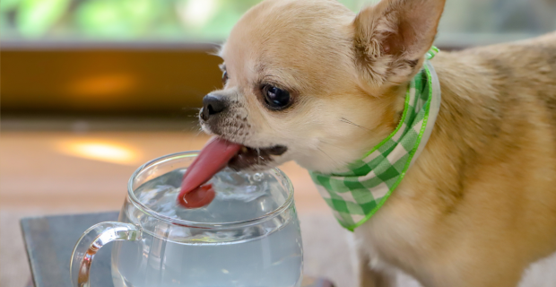 cachorro bebendo agua