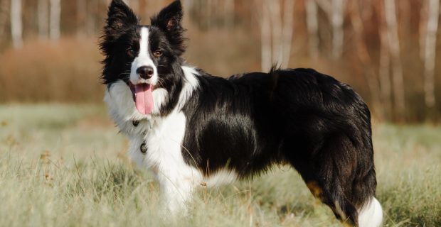 Boder Collie