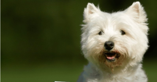 cachorro branco