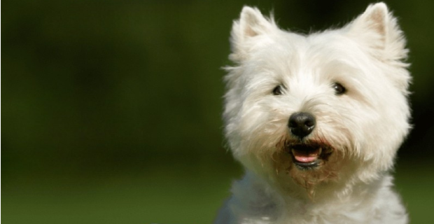 cachorro branco
