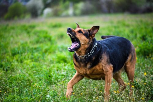 Especialistas explicam como evitar ataques de cães durante passeios