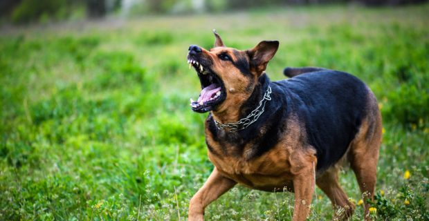 Especialistas explicam como evitar ataques de cães durante passeios