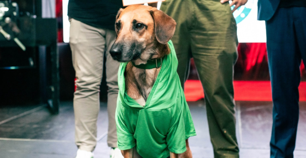 cachorro campanha