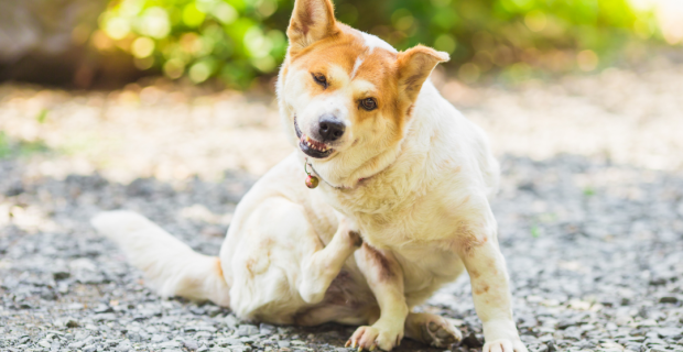 cachorro alergia