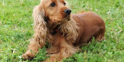 Dermatite Seborreica Canina: enfermidade multifatorial que afeta o pelo e a pelagem