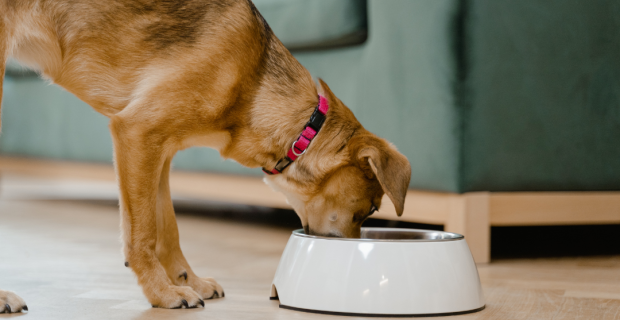 cachorro comendo