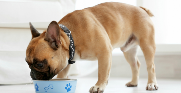 cachorro comendo