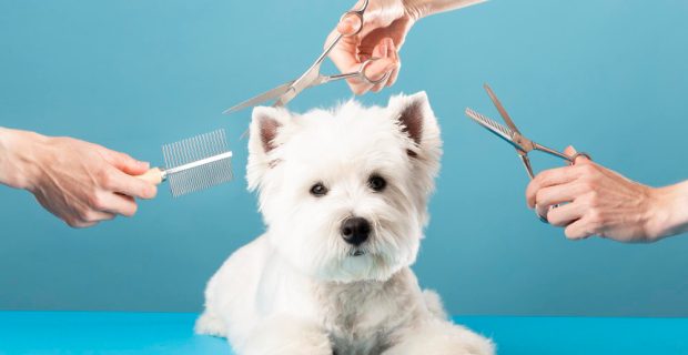 cachorro-corta-o-cabelo-no-pet-spa-grooming-salon-closeup-do-cao-o-cachorro-tem-um-corte-de-cabelo-penteie-o-conceito-de-aparador-de-cabelo