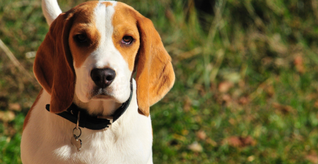 cachorro