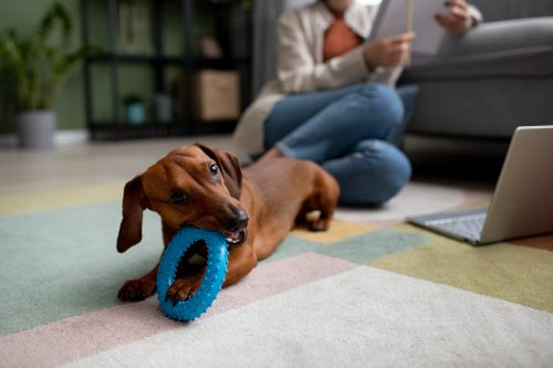 Veterinária alerta para riscos da Síndrome de Pica em cães e gatos