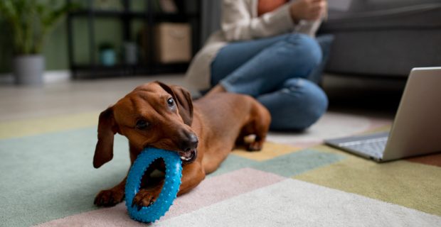 Veterinária alerta para riscos da Síndrome de Pica em cães e gatos