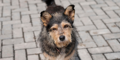 cachorro de rua