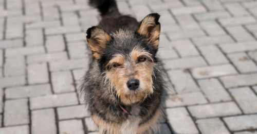 cachorro de rua