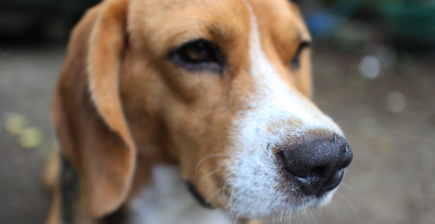 Leishmaniose Visceral Canina