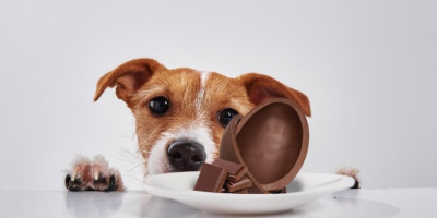 cachorro e chocolate