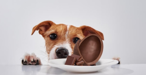 cachorro e chocolate