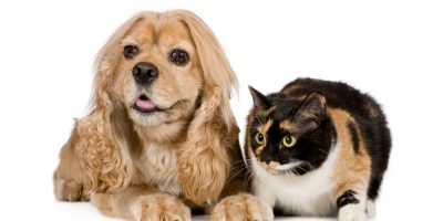 Hipotireoidismo e Hiperadrenocorticismo: como diferenciar as doenças hormonais em pets?