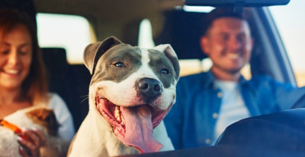 cachorro-feliz-como-passageiro-de-carro