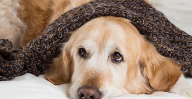 cachorro frio