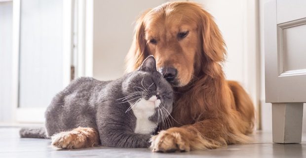 cachorro-gato-pets-bichos-estimacao_2