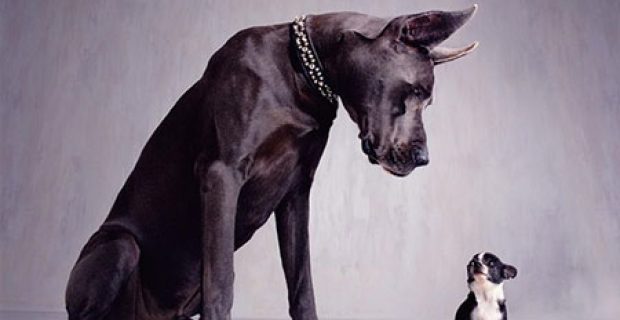 cachorro-grande