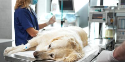 Hemodiálise: alternativa avançada para estabilização de pacientes renais