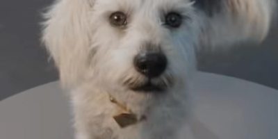 Quem foi o cachorro que deu origem a Krypto, o fiel companheiro do Superman?